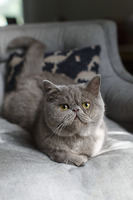 Grey Exotic Shorthair Cat Raising Its Paw Stock Photo Offset