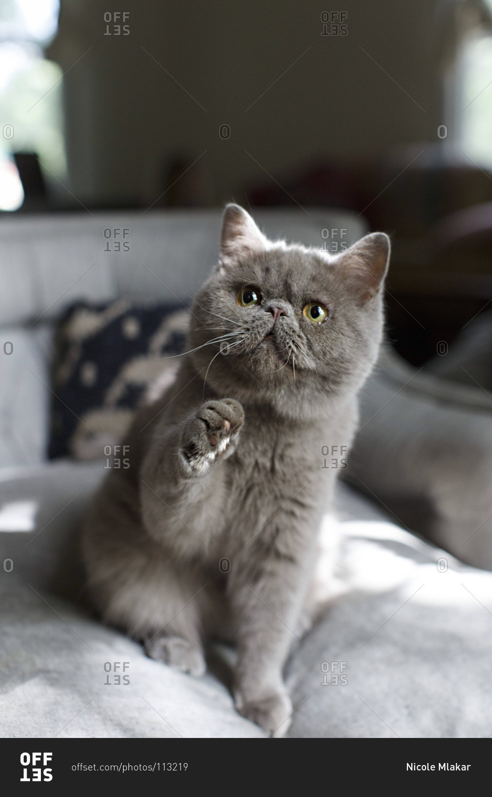 Grey Exotic Shorthair cat raising its paw