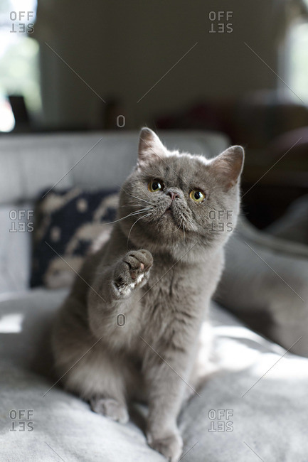 Grey Exotic Shorthair Cat Raising Its Paw Stock Photo Offset