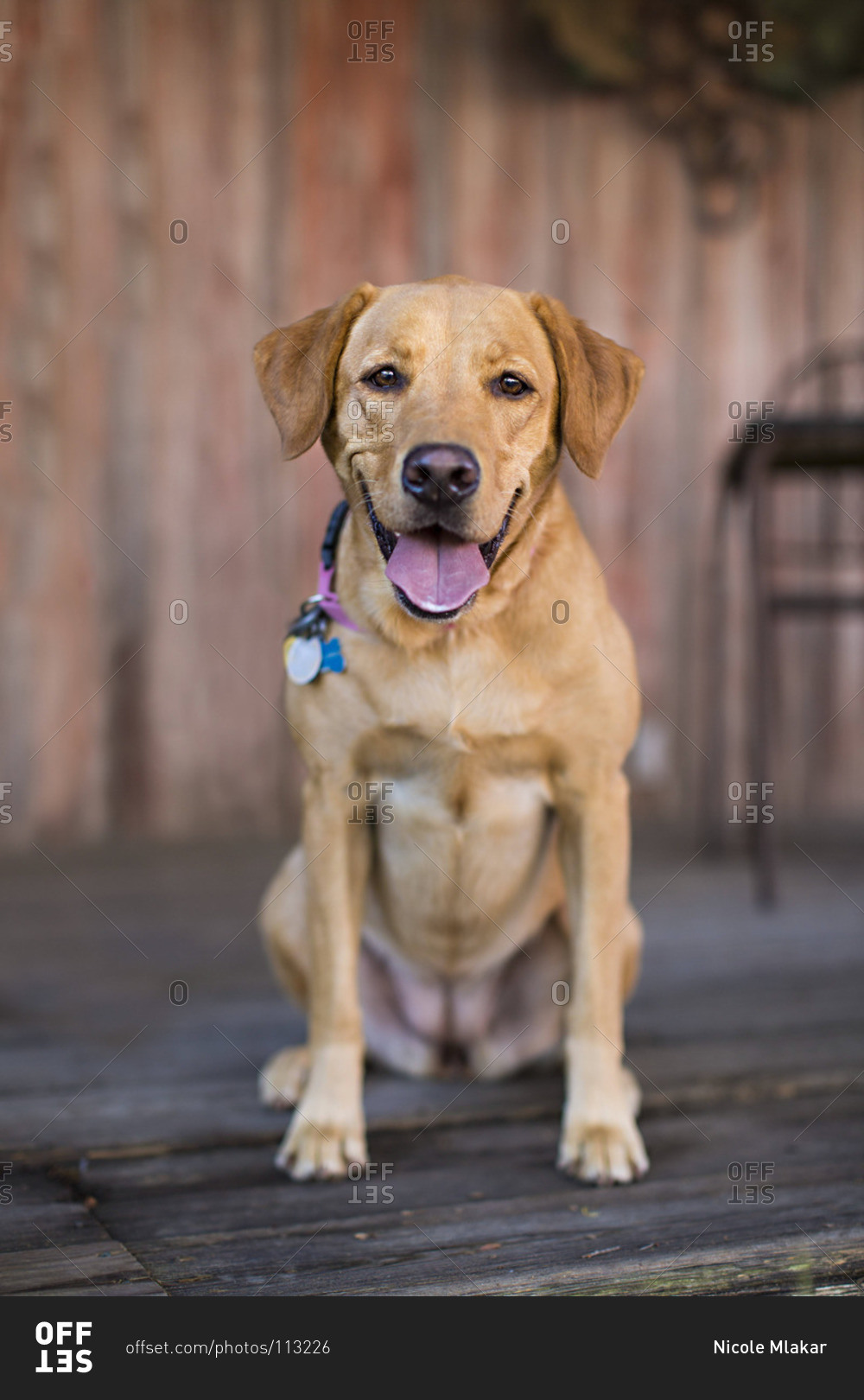 Portrait of a panting Labrador