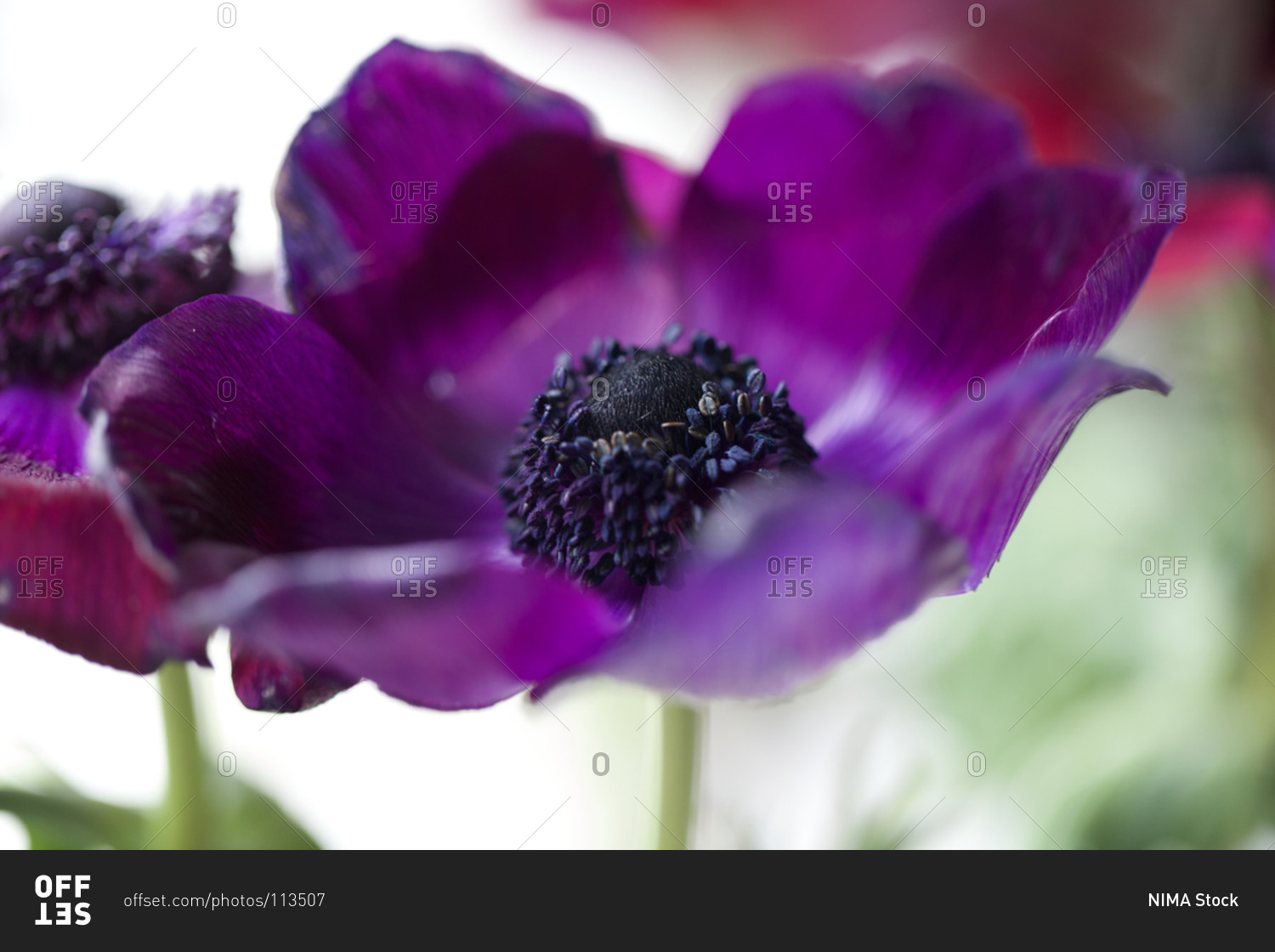 Fresh anemone flower