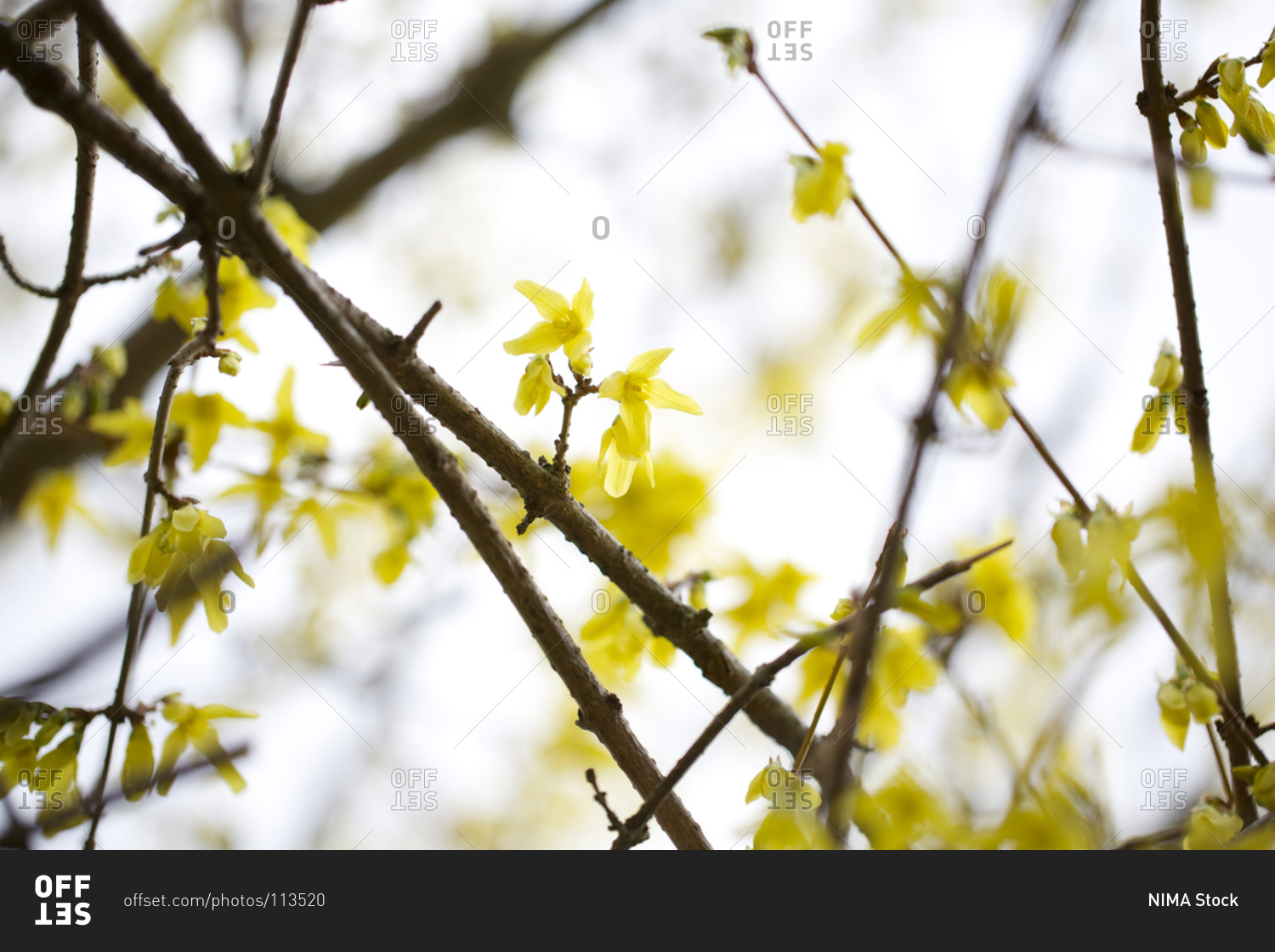 Yellow forsythia flower branches