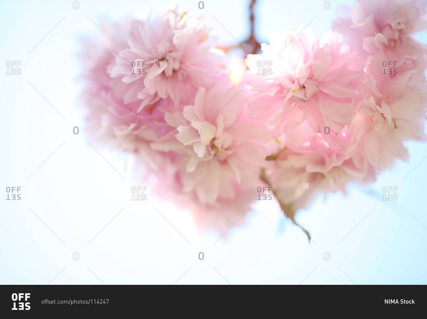 Bunch of pink cherry tree flowers hanging from branch