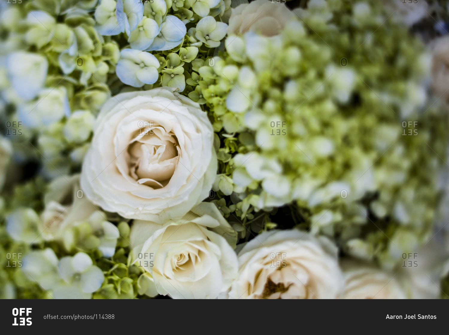 Close up of white roses in a wedding bouquet