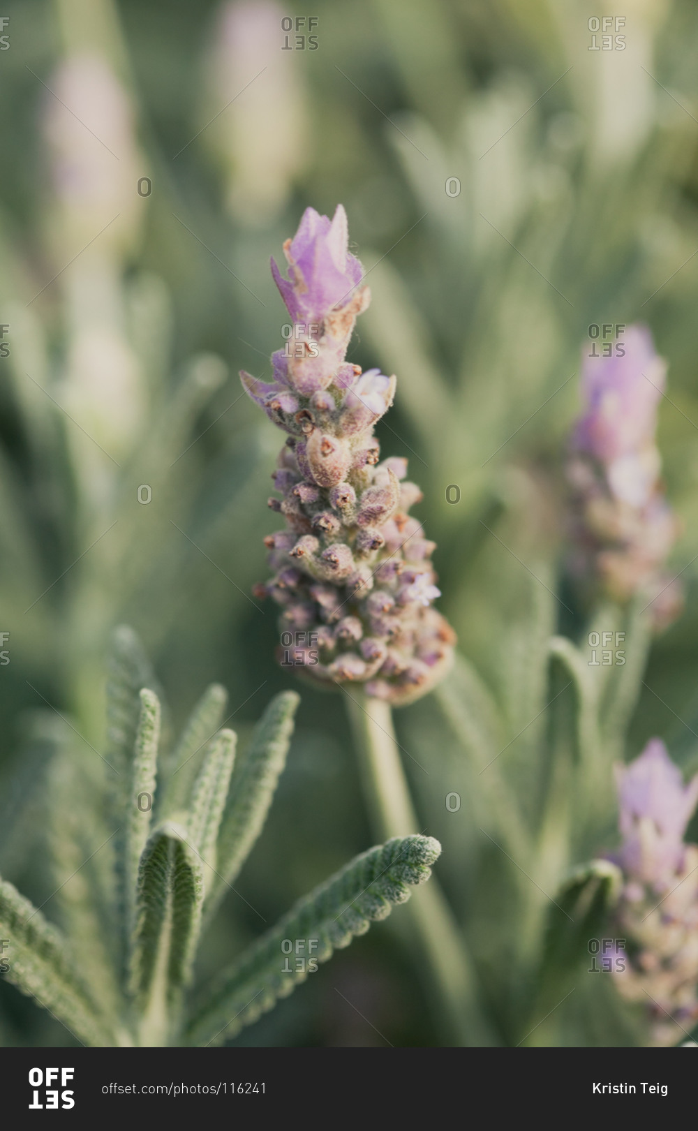 Close up of a lavender flower bud