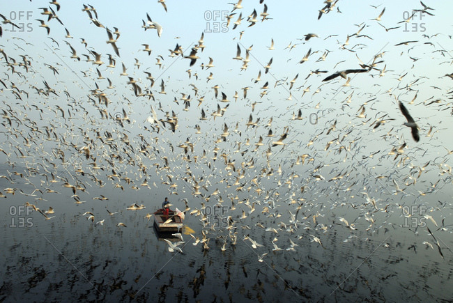 Man feeding birds from a boat on the Yamuna River in New Delhi, India