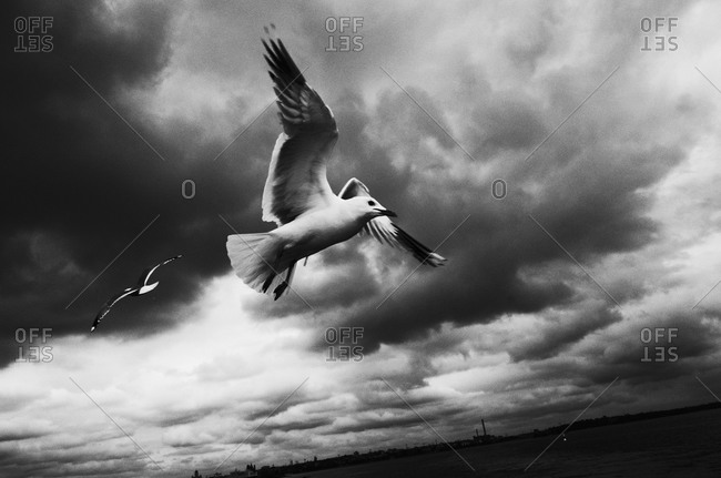 Seagull flying in overcast sky