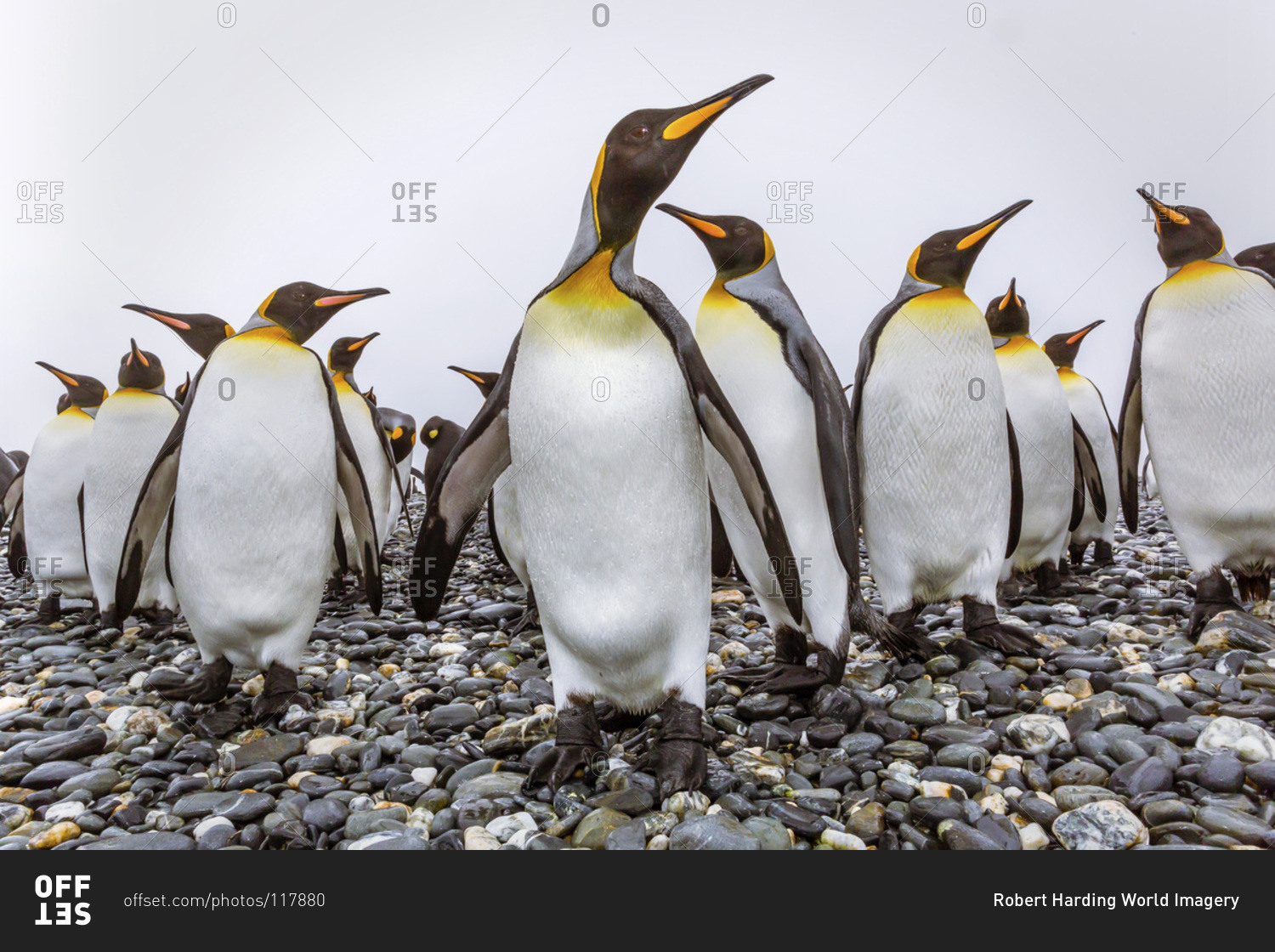 King penguins (Aptenodytes patagonicus) at breeding and nesting colony at Salisbury Plain