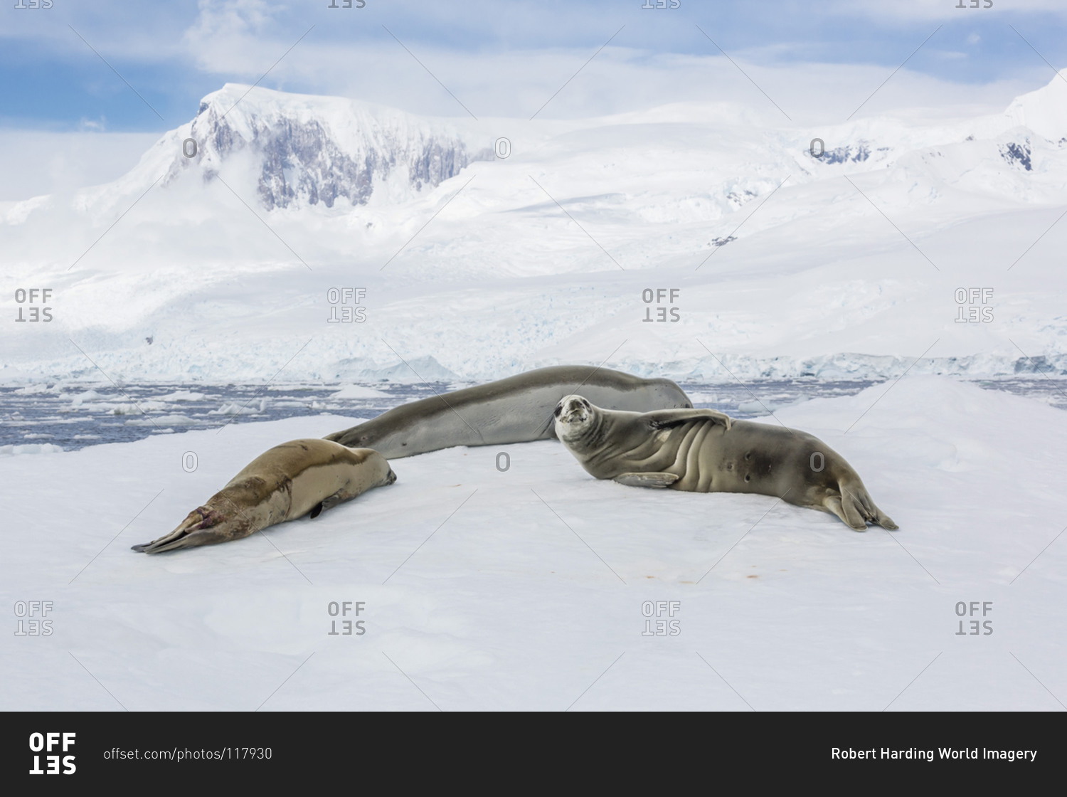 Adult crabeater seals (Lobodon carcinophaga) resting on ice floe in Neko Harbor