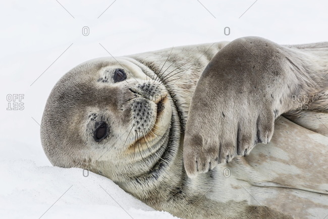 Weddell seal (Leptonychotes weddellii) resting on ice at Half Moon Island