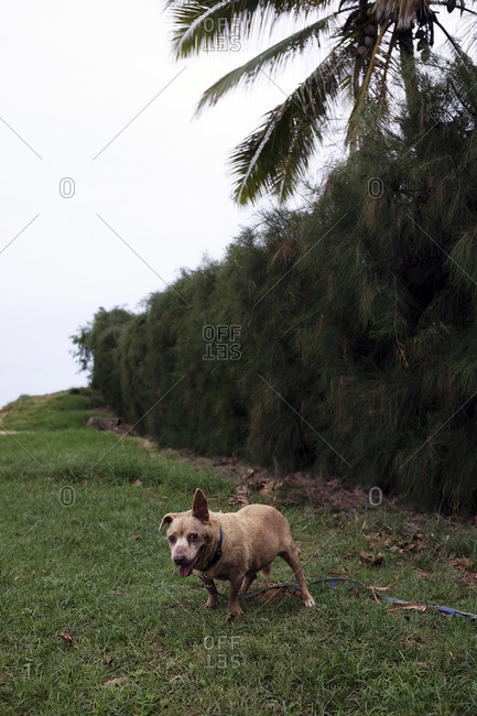 Mixed breed dog standing on a lawn