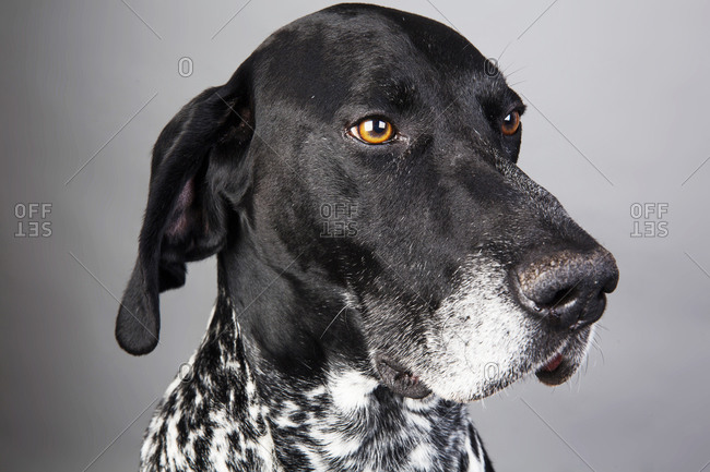 Portrait Of German Shorthaired Pointer In Front Of Grey