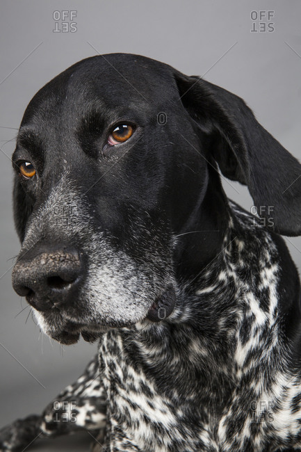 German Shorthaired Pointers Stock Photos Offset