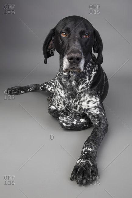 Portrait Of German Shorthaired Pointer Lying In Front Of