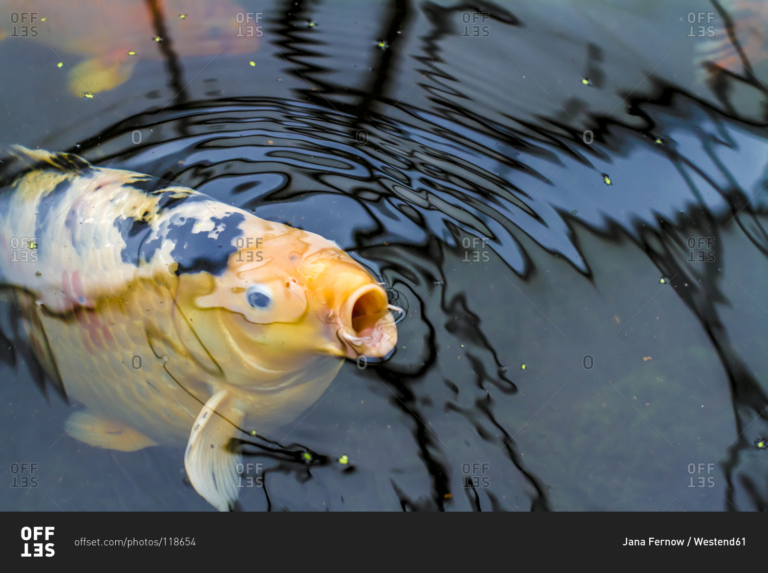 fish-gasping-for-air-ubicaciondepersonas-cdmx-gob-mx