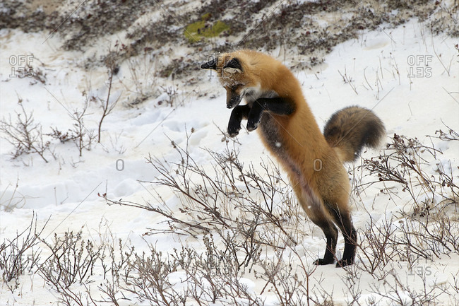 A red fox senses a rodent near, and leaves the ground to go after it