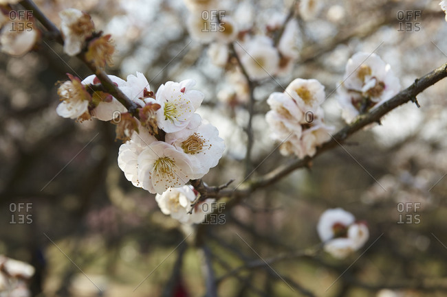 Spring plum blossoms at Mingxiaoling, the tomb of the first Ming dynasty emperor, Nanjing, Jiansgu province, China