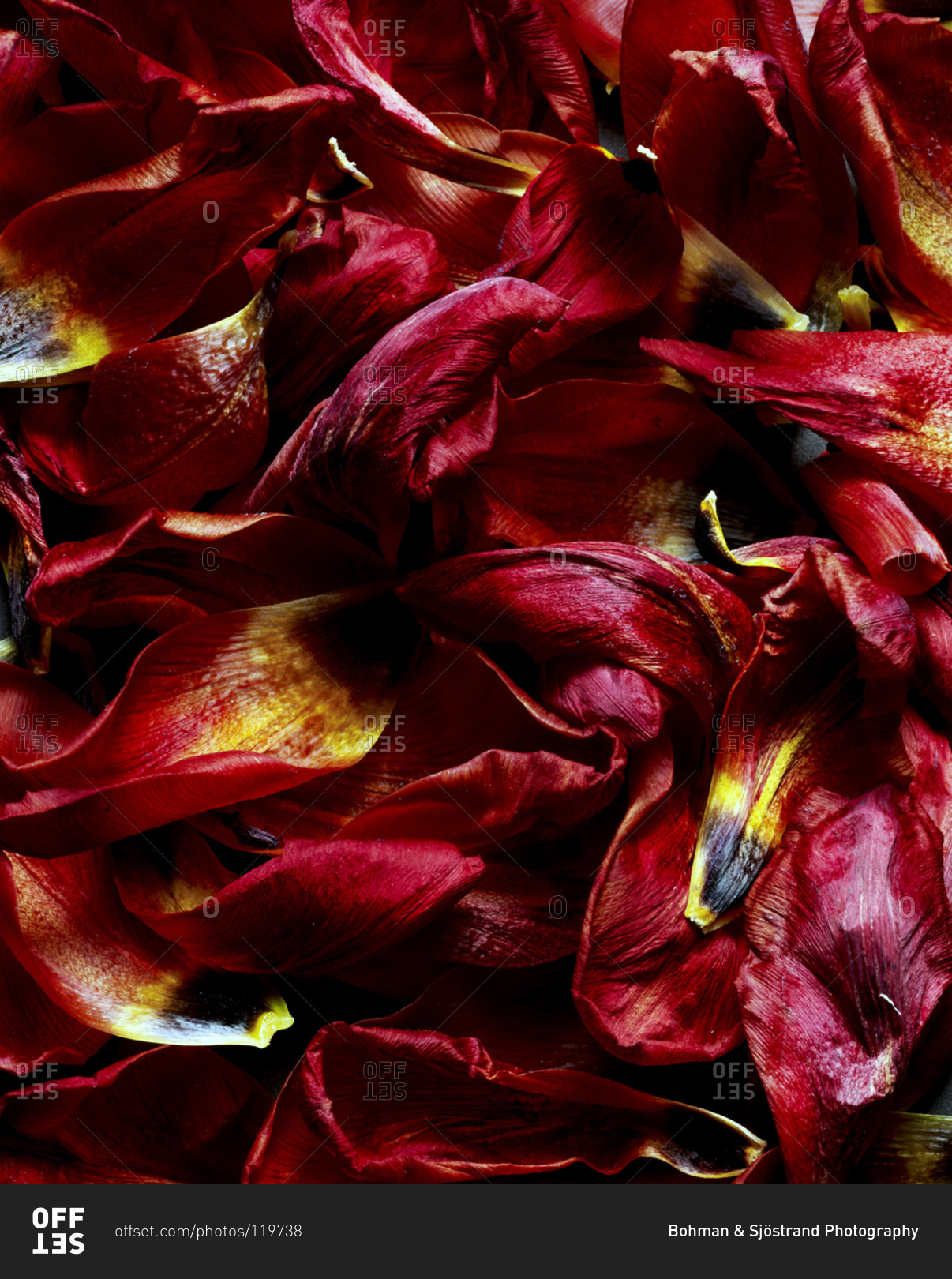 Full frame of tulip petals