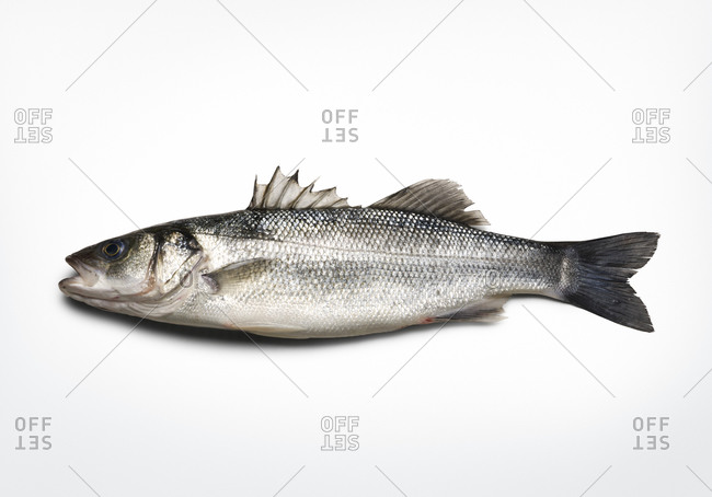 side view of black sea bass