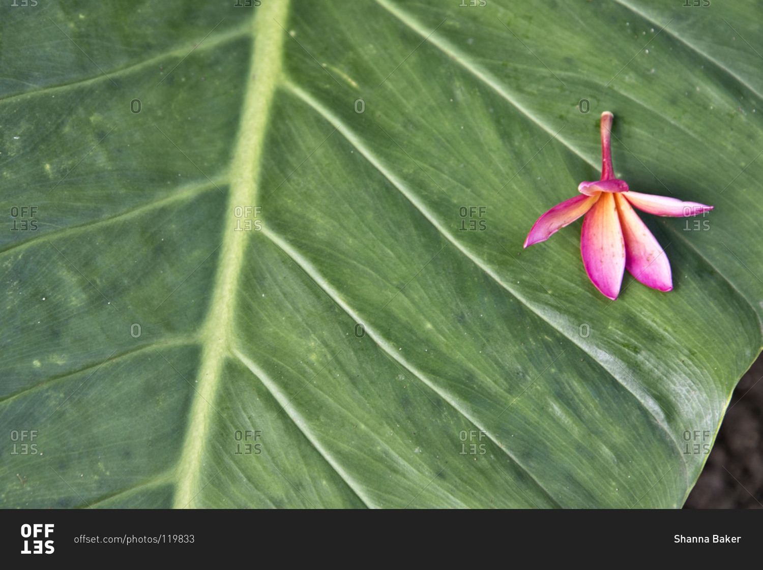 Pink flower against a green leaf