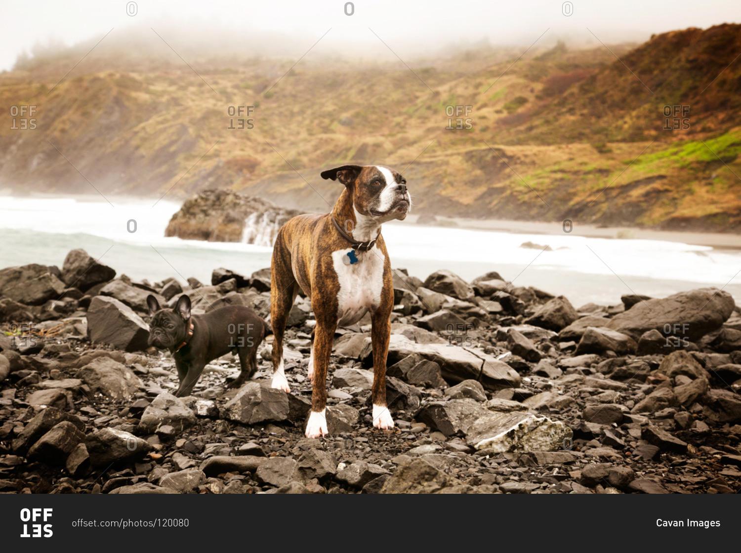 Two dogs standing on rocky coastline