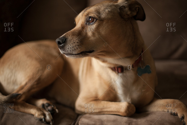 Portrait of a watchful dog