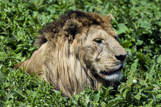 A male African Lion surveys the savannah from a comfortable position resting in some shrubs.