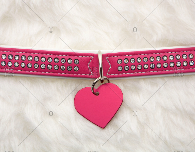 Close up of a pink dog collar