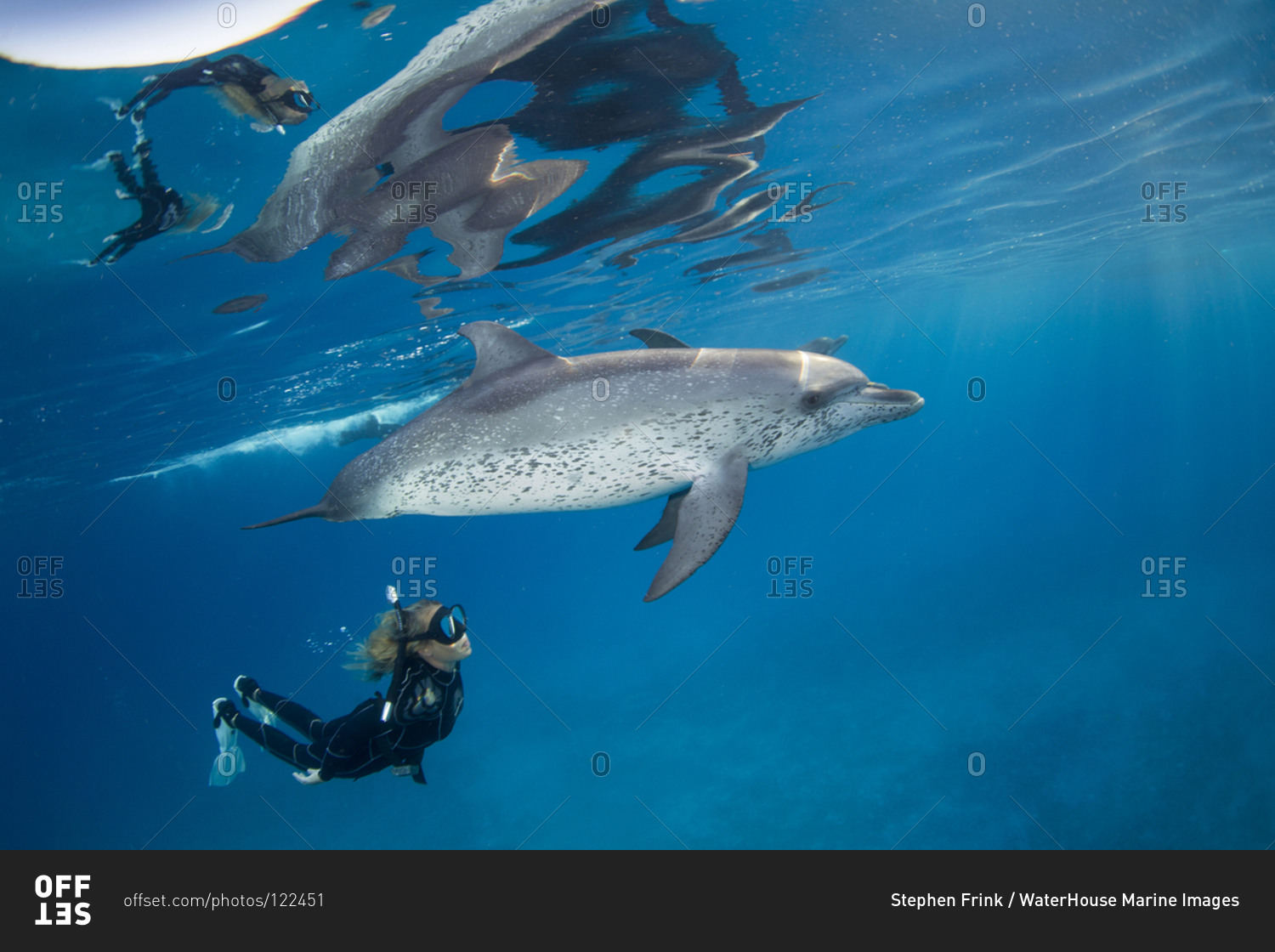 Freediver snorkels with pod of friendly Atlantic spotted dolphins,