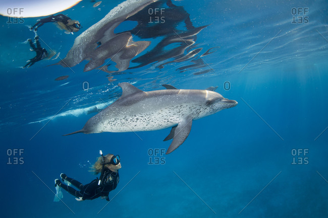 Freediver snorkels with pod of friendly Atlantic spotted dolphins,