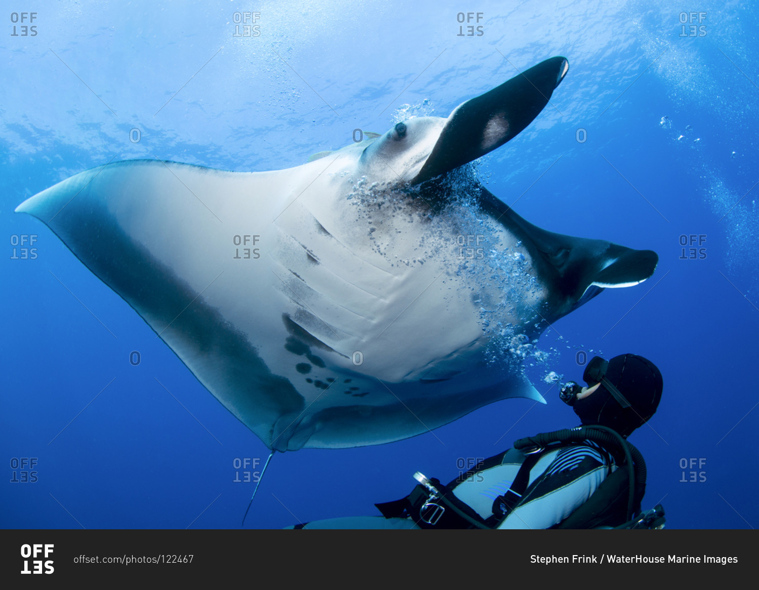 giant oceanic manta ray eye