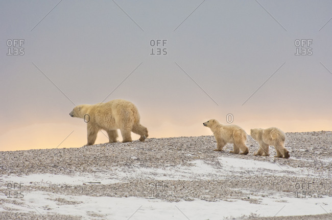 A polar bear group in the wild at sunset An adult and two cubs