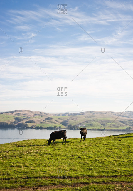 Cows graze with Tomales Bay in the background