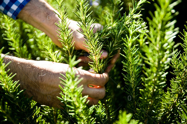 Close up of man harvesting rosemary