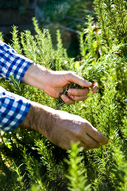 Man harvesting rosemary