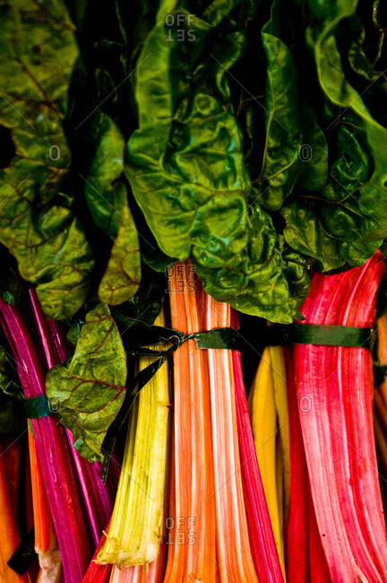 Close up of bunches of rhubarbs