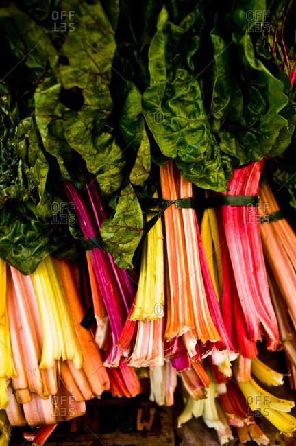 Top view of bunches of rhubarbs