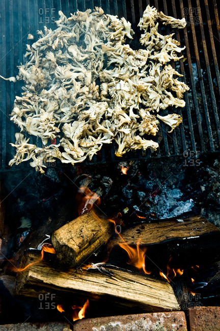 Grilling hen-of-the-woods mushroom