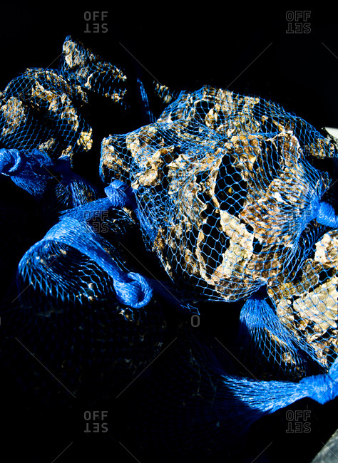 Fresh oysters in netted bags