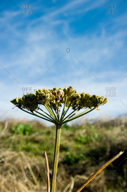 Close up of a plant in a meadow