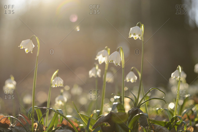 Spring Snowflake (leucojum vernum) blossoms in forest on sunny evening in spring, Upper Palatinate, Bavaria, Germany