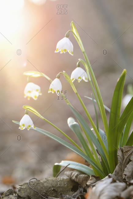 Close-up of Spring Snowflake (leucojum vernum) blossoms in forest in spring, Upper Palatinate, Bavaria, Germany
