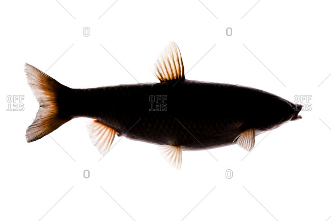 The Grass Carp (Ctenopharyngodon idella) is a herbivorous, freshwater fish species