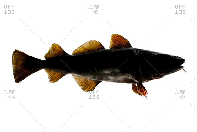 The Atlantic cod, Gadus morhua