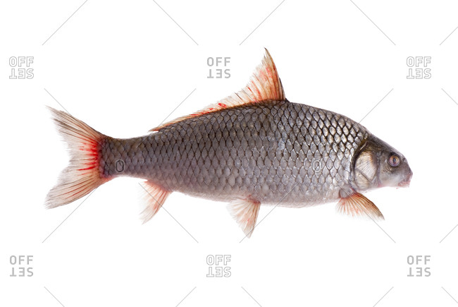 The quillback (Carpiodes cyprinus) is a type of freshwater fish