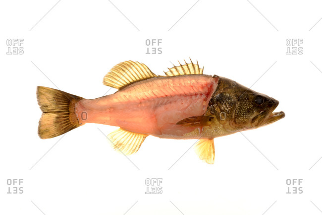 The largemouth bass (Micropterus salmoides) is a species of Black bass