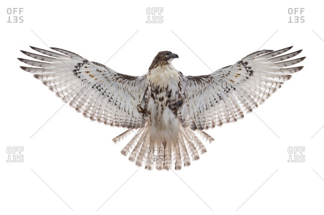 The Red-tailed Hawk (Buteo jamaicensis) is a bird of prey