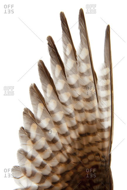 The American Kestrel feathers