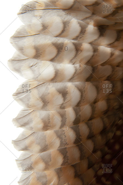 Close up of American Kestrel feathers