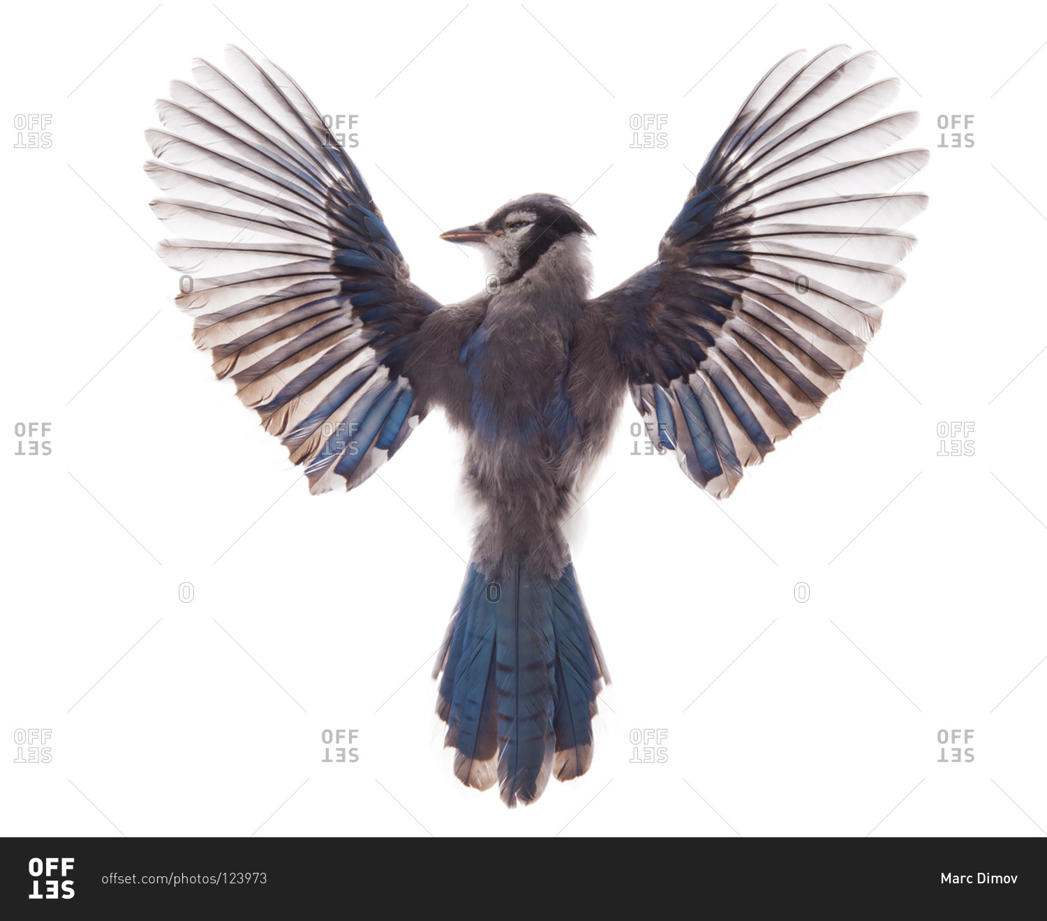 A deseased Blue Jay with its wings spread stock photo - OFFSET